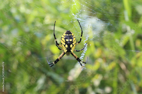 Garden spider at the center of a web at Wayside Woods in Morton Grove, Illinois