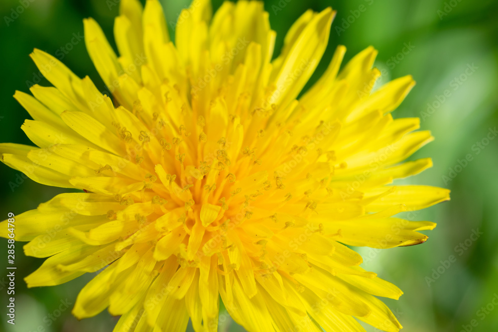 Dandelion