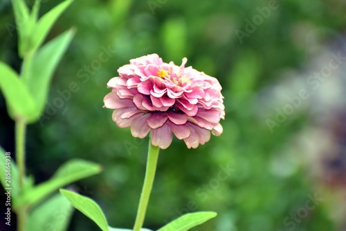 Pink Flower Glistening in Rain 