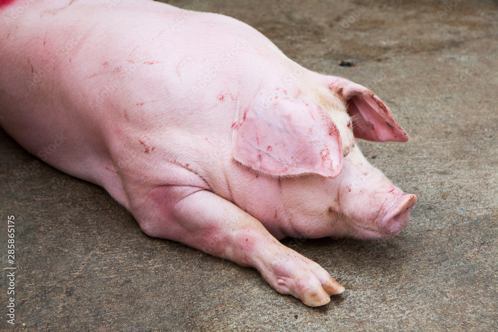 Close up of pig in farm house Close up of pig in farm house