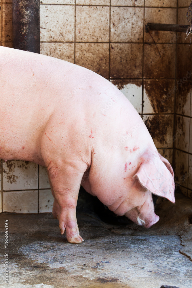Close up of pig in farm house Close up of pig in farm house
