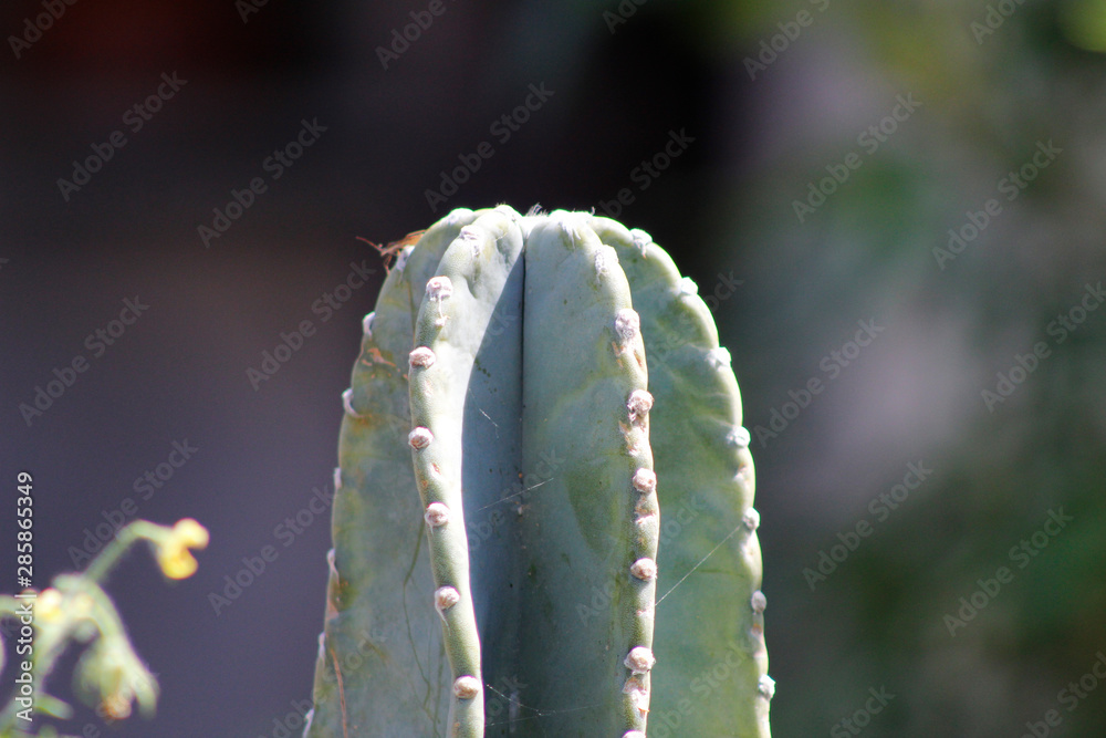 Naklejka premium Cacto