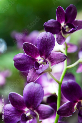 Orchids blooming in garden close up