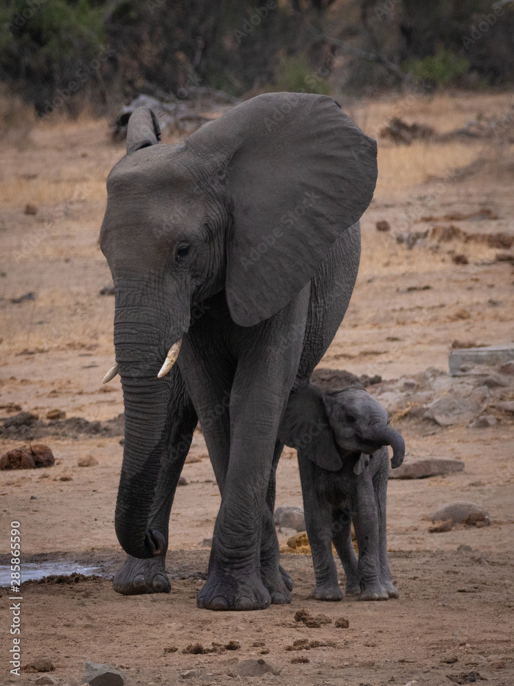 Fototapeta premium Mature and baby elephant in south africa