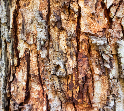 bark of tree texture photo