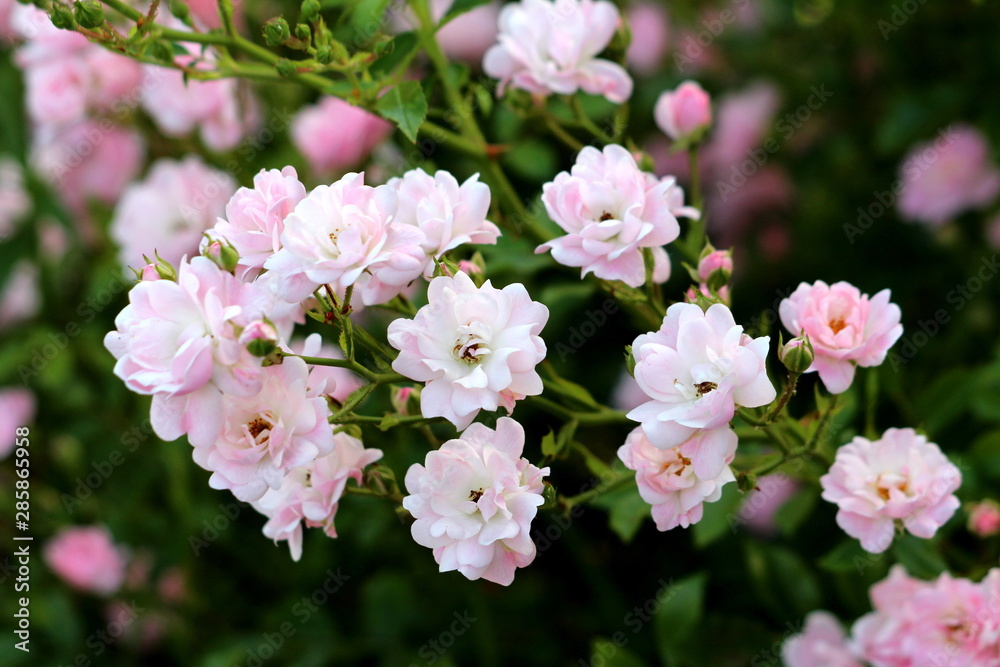 Multiple small densely planted fully open blooming light pink roses growing in local garden surrounded with leaves and rose buds on warm sunny spring day