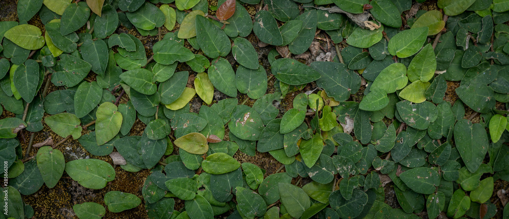 Leafs of the jungle, green and healthy. rainforest of indonesia, bali, asia. Fullframe closeup, detail. Leafs of the jungle, green and healthy. rainforest of indonesia, bali, asia. Fullframe closeup, detail.