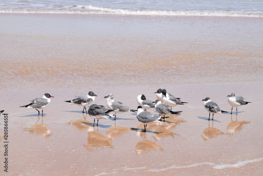 seagulls on the beach seagulls on the beach