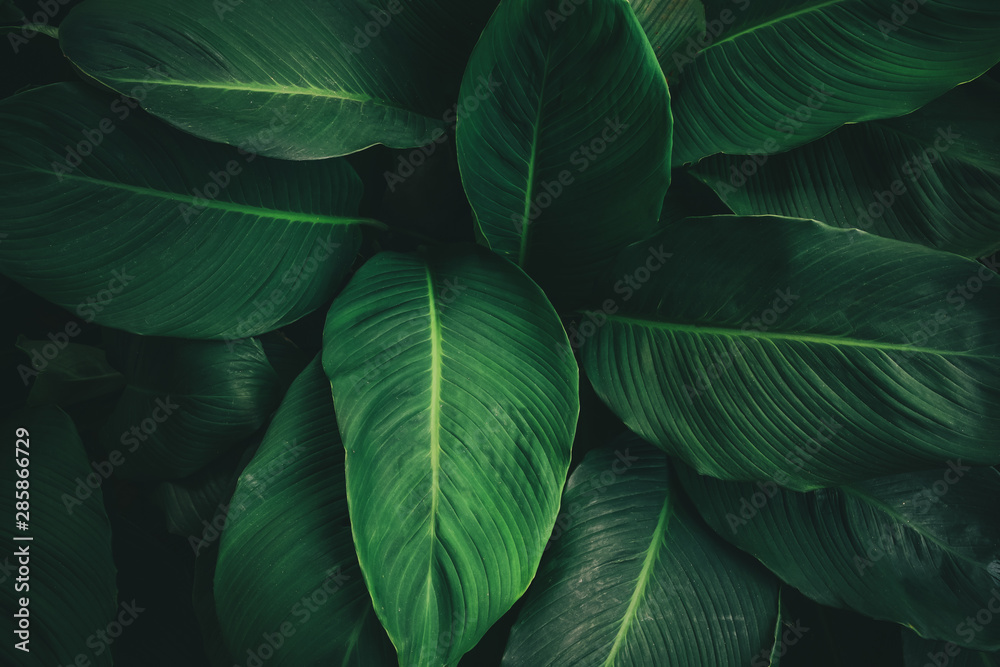 Large foliage of tropical leaf with dark green texture, abstract nature background. vintage color tone. - obrazy, fototapety, plakaty 