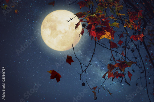 Beautiful autumn fantasy - maple tree in fall season and full moon with star. Retro style with vintage color tone. Halloween and Thanksgiving in night skies background concept. photo