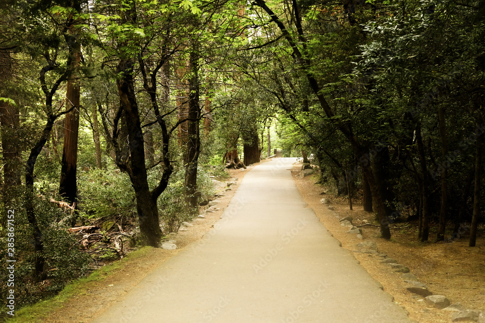 Fototapeta premium A pathway in a green forest with trees.