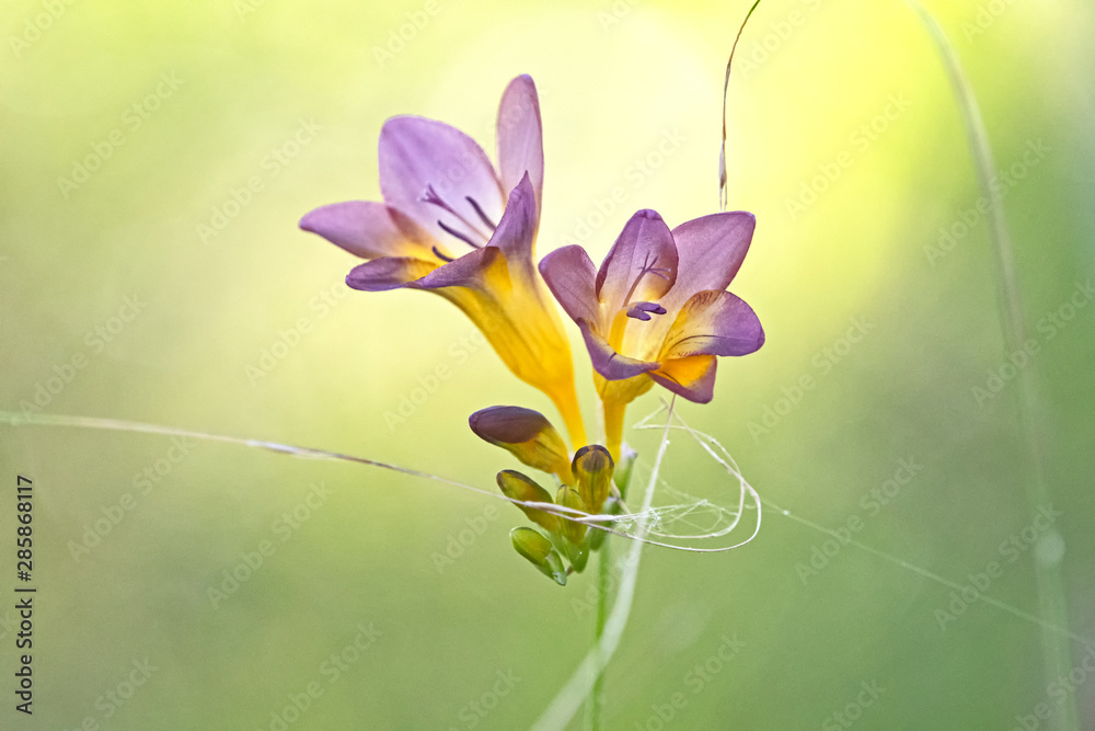 Naklejka premium Yellow and purple Freesia