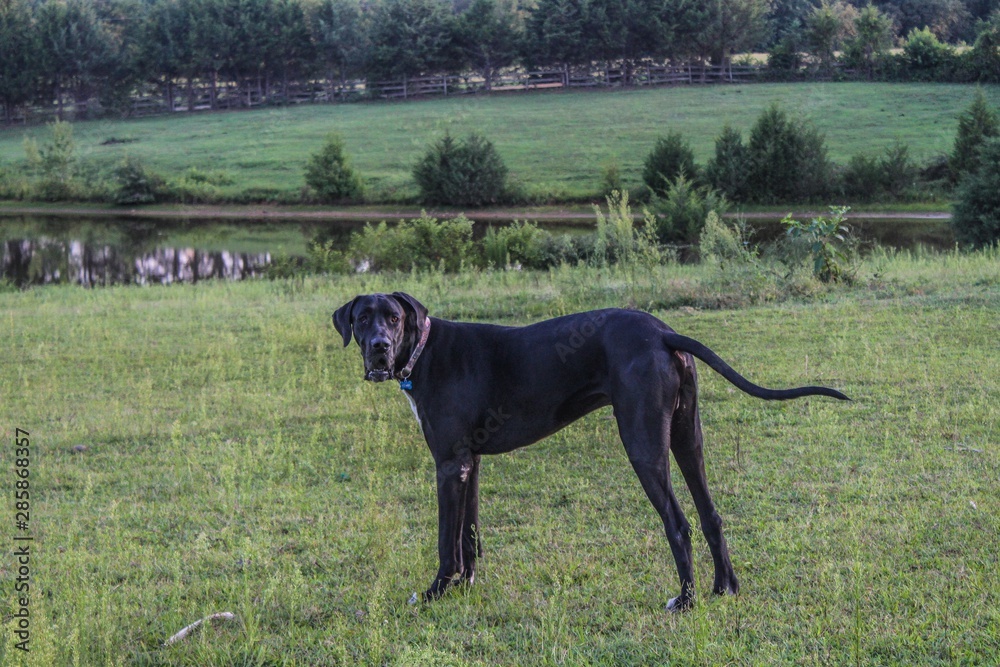 Portrait of a Black Great Dane in a Summer field at sunset