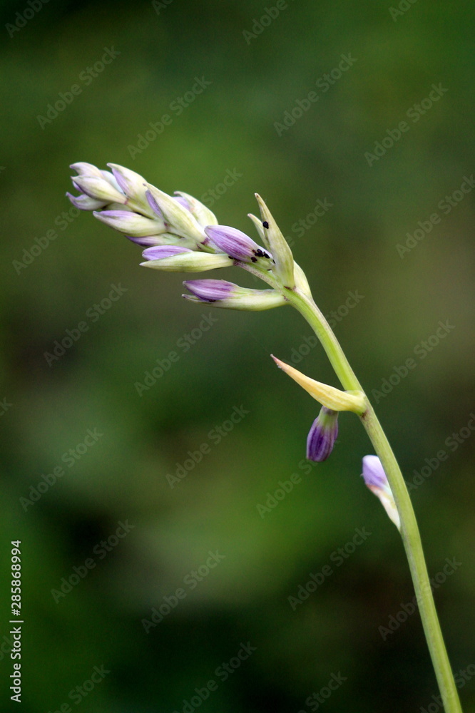 Obraz premium Single upright scape of Plantain lily or Hosta or Giboshi or Heart-leaf lilies foliage plant full of small flower buds starting to open planted in local urban garden on warm sunny spring day