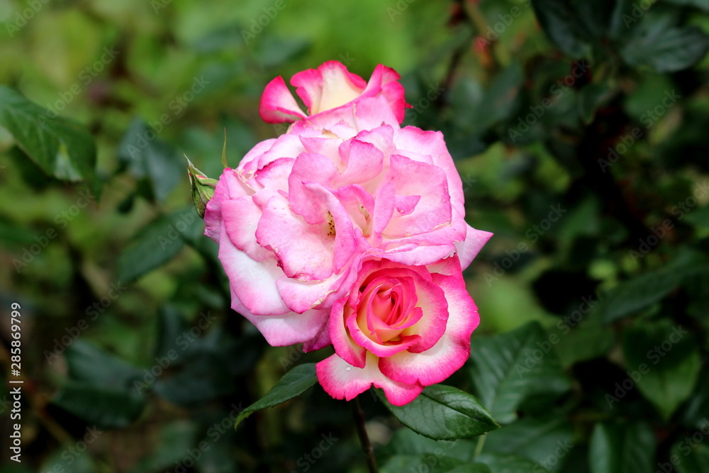 Three layered densely planted fully open blooming pink and white bicolor roses surrounded with closed rose buds and dark green leaves in local urban garden on warm sunny spring day