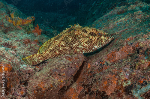Grouper Mycteroperca acutirostris - hidden in Coral Reef . Underwater photography Caribbean Sea Los Roques National Park in Venezuela