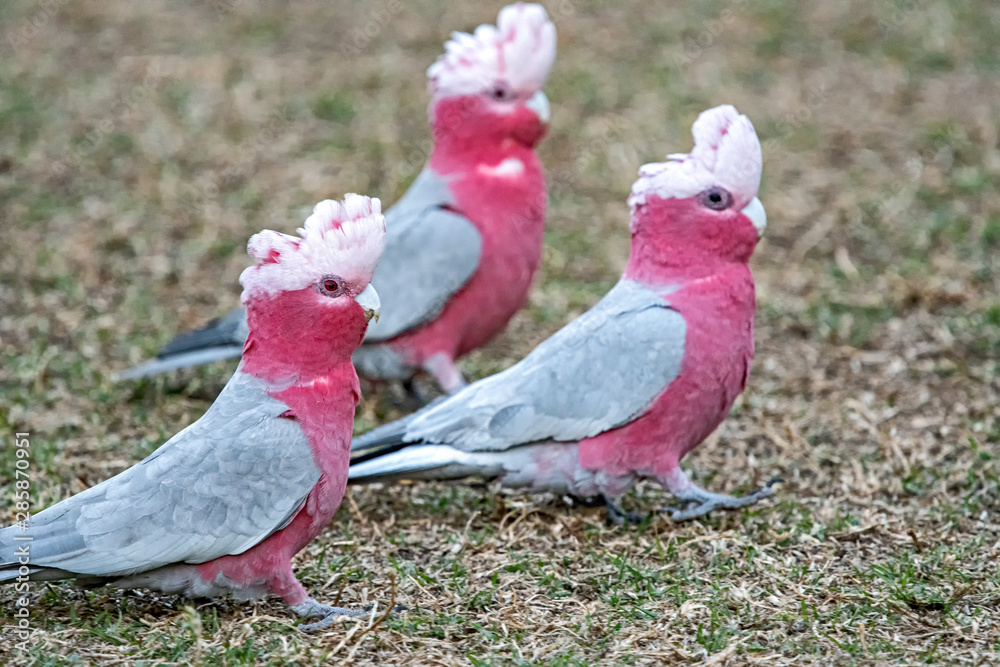 Naklejka premium Red Galah