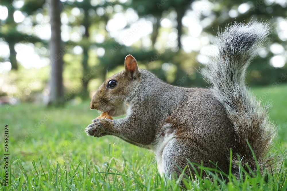 Obraz premium squirrel eating on grass central park