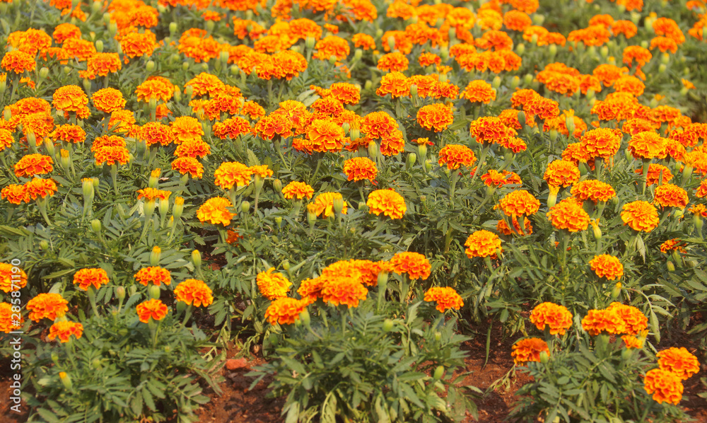 Orange marigold garden background