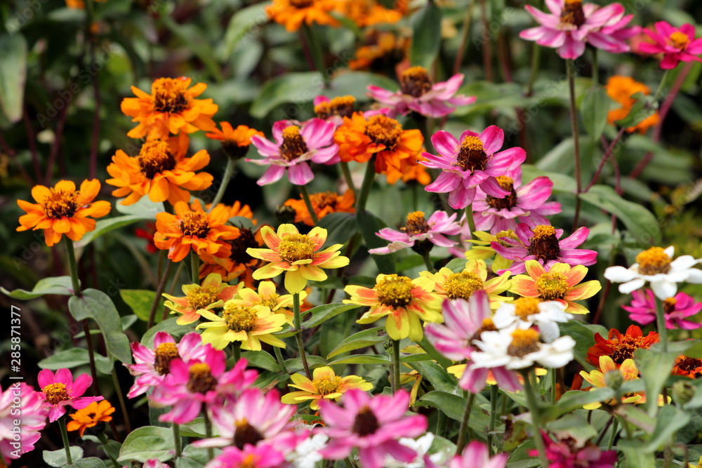 Zinnia flowers with fully open blooming petals in various colors from bright yellow to orange and pink densely planted in local urban garden on warm sunny spring day