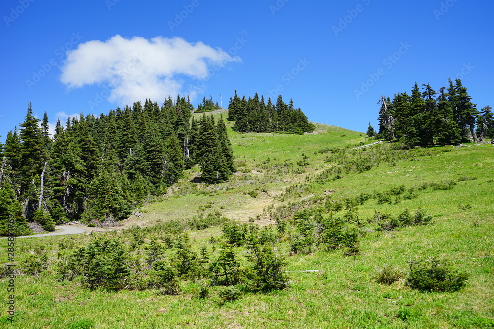 Beautiful mountains in Olympic National Park in summer in Washington, near Seattle Beautiful mountains in Olympic National Park in summer in Washington, near Seattle