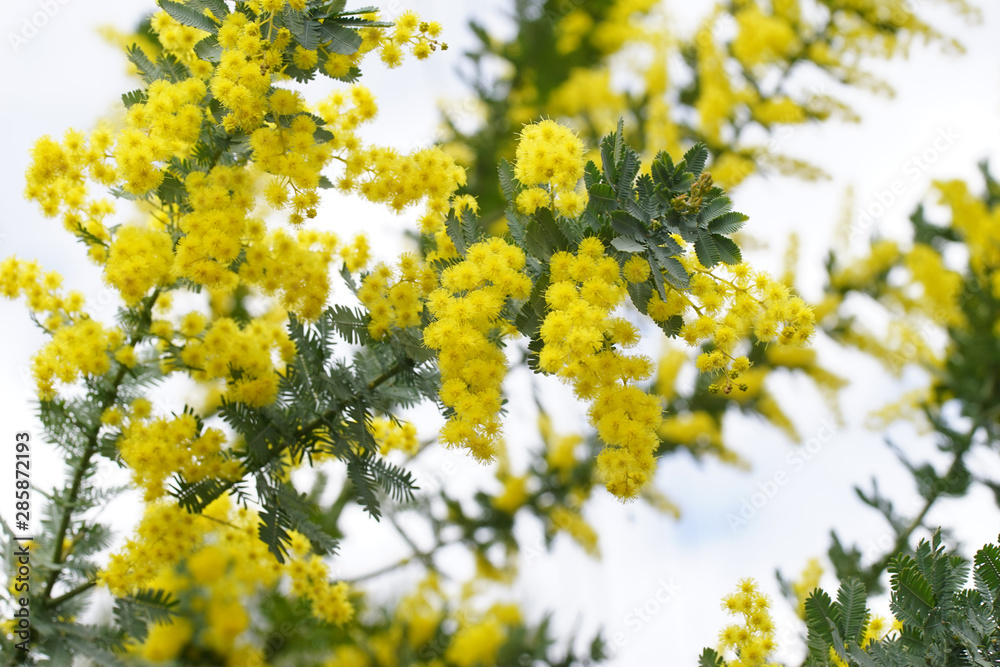 黄色いミモザの花 黄色いミモザの花