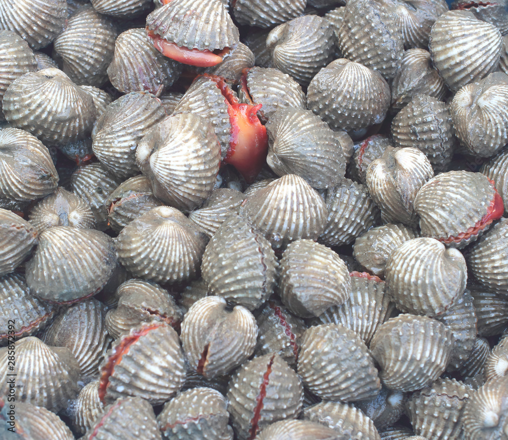 Fresh blood cockles 