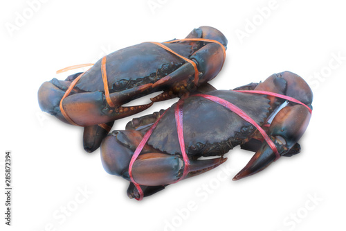 Sea crab bundle with rope isolate on  white background photo