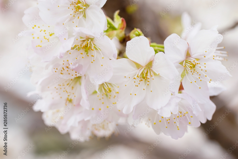 御室川の明正寺桜 御室川の明正寺桜