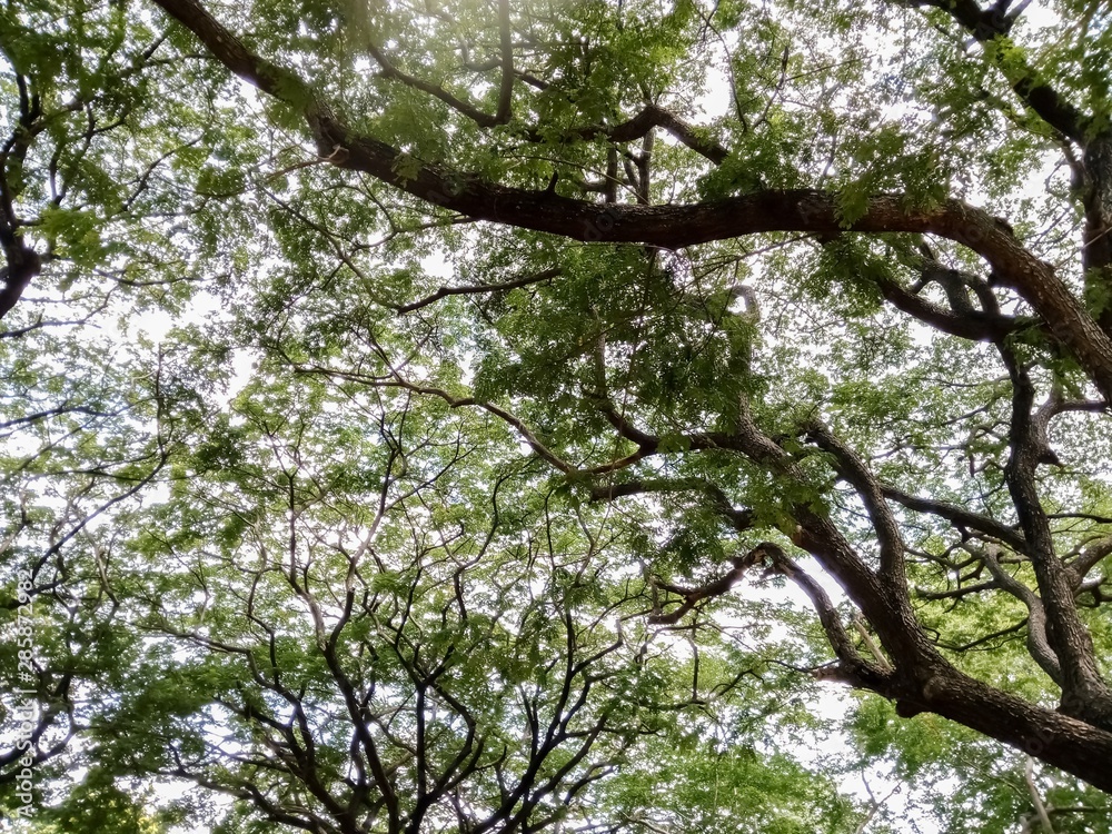 Branches and leaves from the bottom Branches and leaves from the bottom