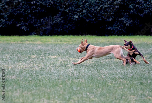 Dogs chasing Ball photo