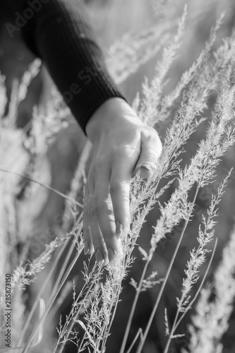 hand in dry grass