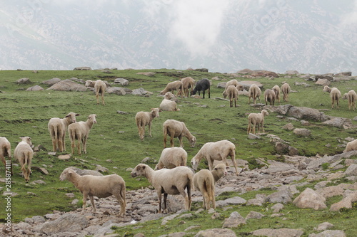 Sheeps with landscape nature