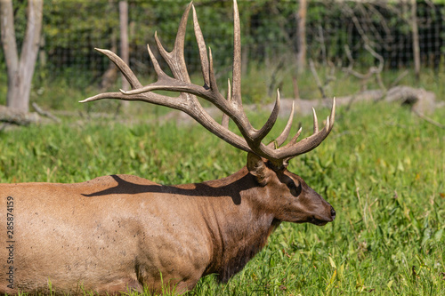 Elk - wapiti  in a conservation and wildlife area