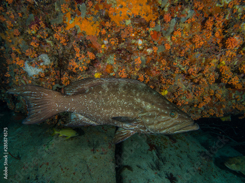 1 animals-Mycteroperca acutirostris- los roques venezuela photo