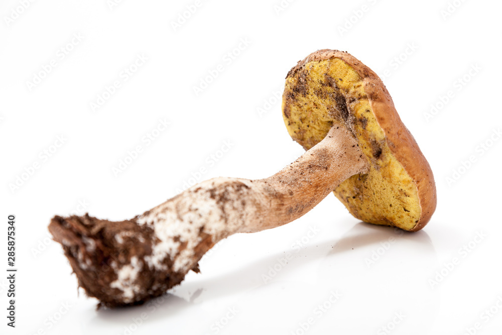 Mushroom boletus on white background Mushroom boletus on white background