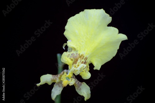 Kandian dancer orchid photo