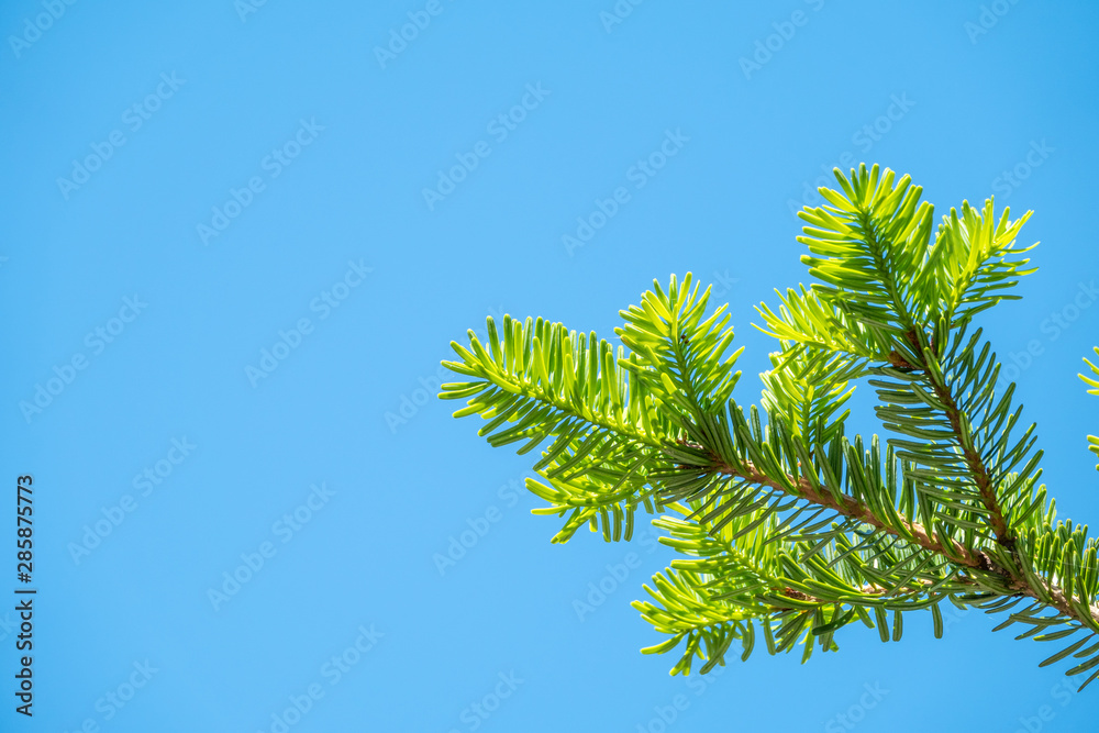 Background from green fir branches.