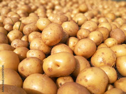 harvesting potato field farming closeup