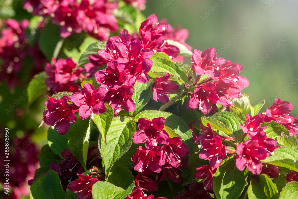 Beautiful vibrant red Weigela flowers with blurry background. Beautiful vibrant red Weigela flowers with blurry background.