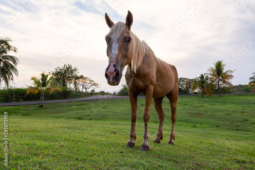 Horse eating green grass in a field during a cloudy sunset. Taken in Trinidad  Cuba.