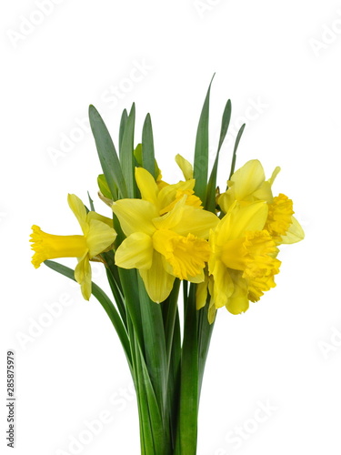 Spring bouquet of flowers isolated on white background. Yellow daffodil isolated on white background. Yellow narcissus on a white background.