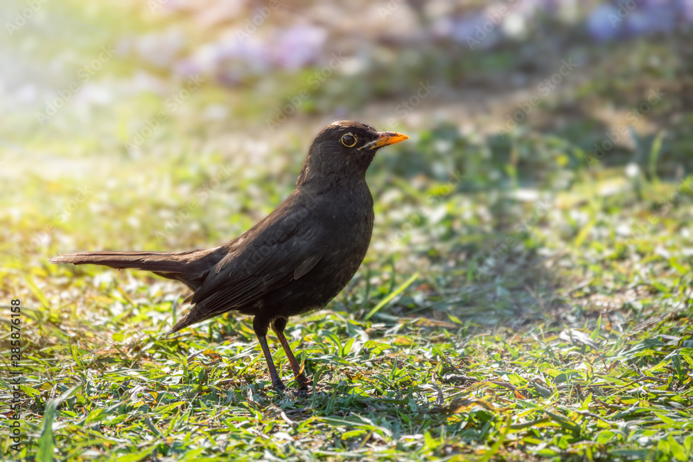 A blackbird male stands on a green lawn. The common blackbird, Turdus merula.