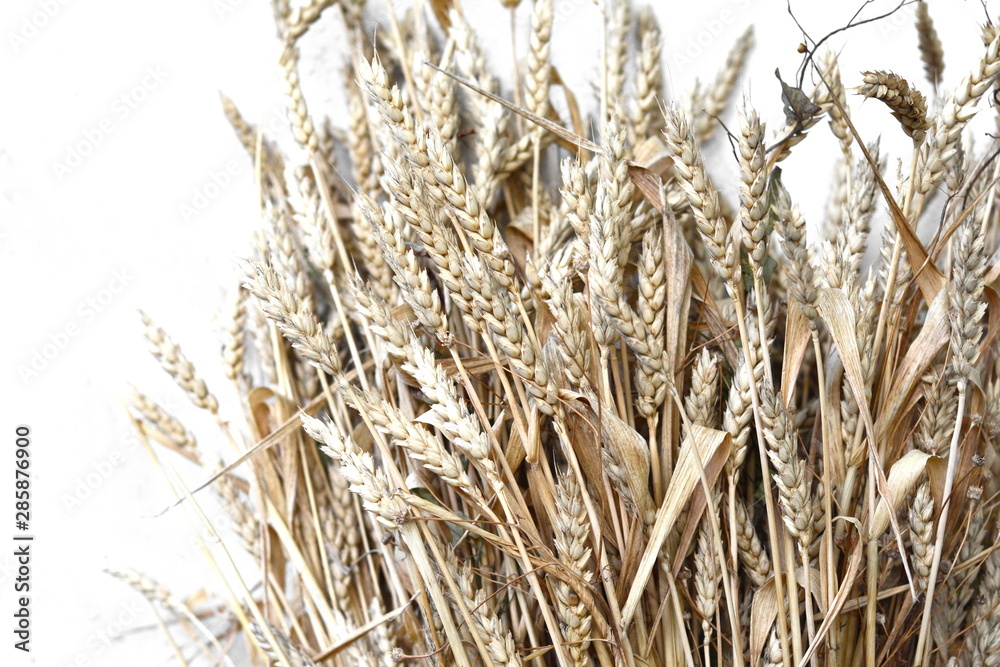 Bunch of golden wheats. Wheat ears . Bouquet of dried wheat. Agriculture concept, food background. Bunch of golden wheats. Wheat ears . Bouquet of dried wheat. Agriculture concept, food background.