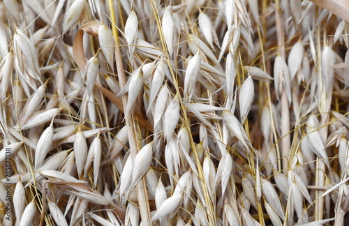 Bunch of golden oats. Oat ears . Bouquet of dried oat. Agriculture concept, food background.