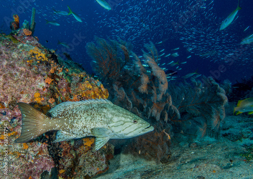 Mycteroperca acutirostris- los roques venezuela