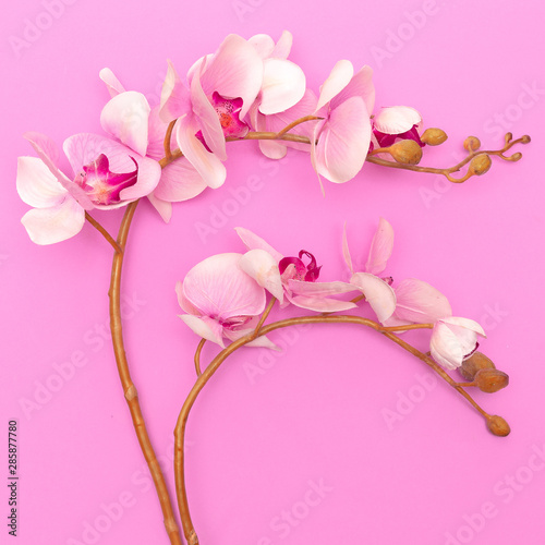 orchid flower on a pink background