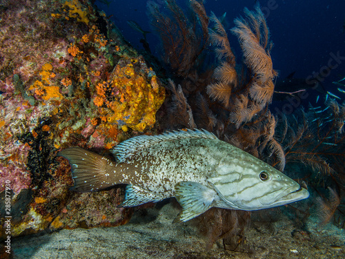 Mycteroperca acutirostris- los roques venezuela photo