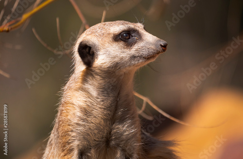 Meerkat sentry looking out for danger © Chris Ison