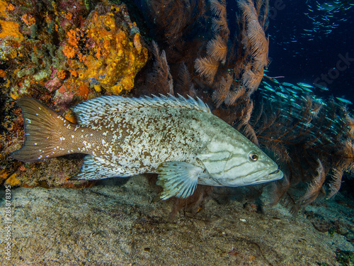 1 animals-Mycteroperca acutirostris- los roques venezuela photo